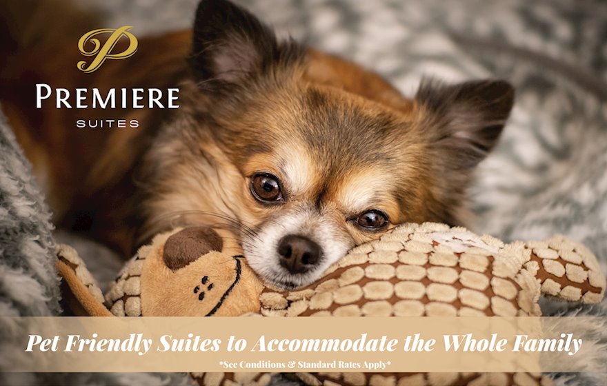 Pet Friendly Suite Apartment Halifax Nova Scotia